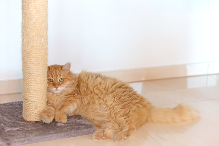 Grumpy domestic ginger cat lying by scratcherの写真素材