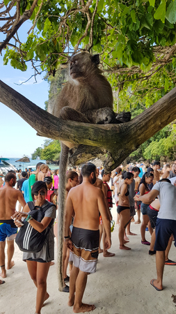 MONKEY BEACH, THAILAND - AUGUST 19, 2017 - Many tourists looking the monkeys5 on Monkey Beach in Thailand on August 19, 2017のeditorial素材