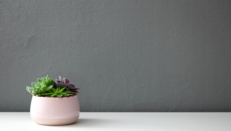 Modern succulent plants in wooden pot against gray wallの写真素材