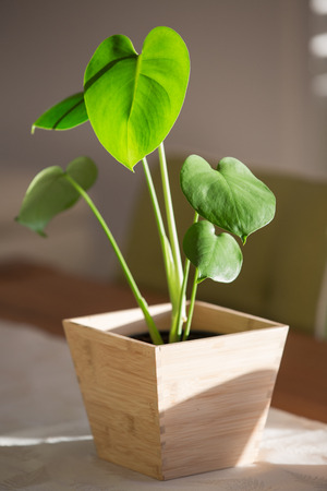 Philodendron split leaf monstera baby plant in wooden potの写真素材
