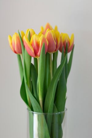 Orange and yellow tulips in glass vaseの写真素材