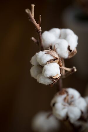 Close up of cotton flower bud against dark backgroundの写真素材