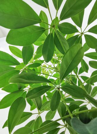 Under umbrella plant point of viewの写真素材