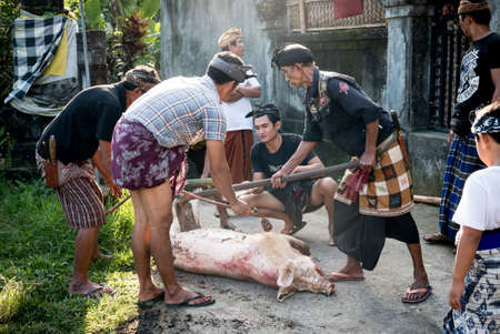 Bali, Indonesia - August 14th 2018: Balinese man slaughter the pig for cremation ceremony in small Ubud villageのeditorial素材