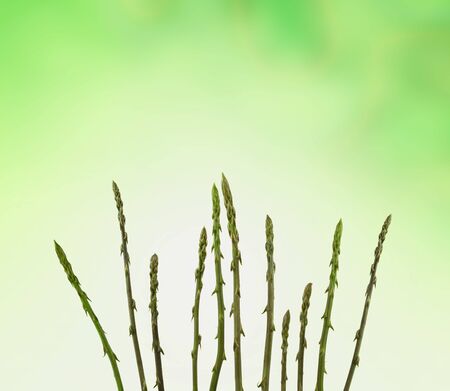 Wild asparagus stems against green blurry backgroundの写真素材