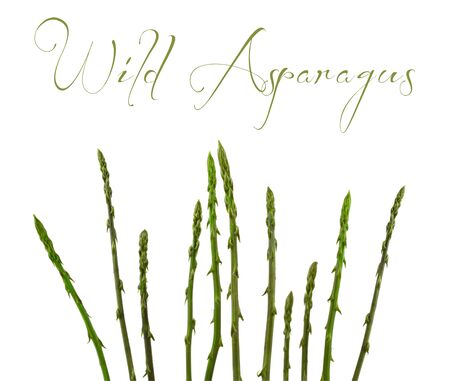 Stems of wild asparagus isolated on white backgroundの写真素材