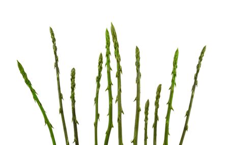 Stems of wild asparagus isolated on white backgroundの写真素材