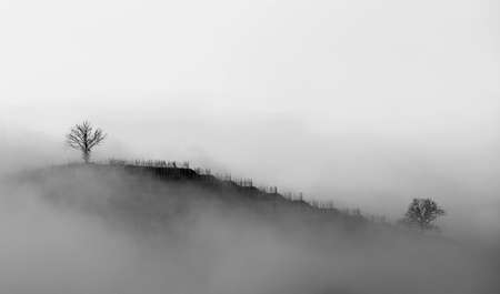 Vineyard in winter fog in black and whiteの写真素材
