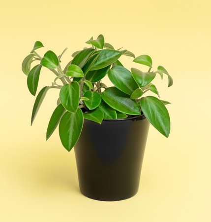 Zanzibar gem plant in brown pot on yellow backgroundの写真素材