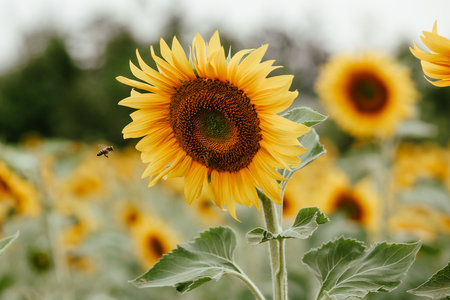 Bee flying towards a sunflower headの写真素材