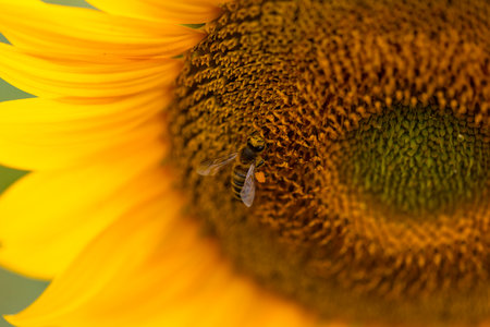 Close up of a bee on a sunflower headの写真素材