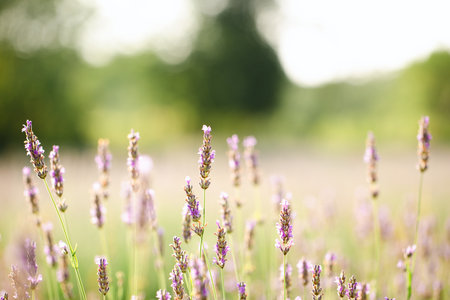 Field of lavender flowers in early summer morning before harvestの写真素材