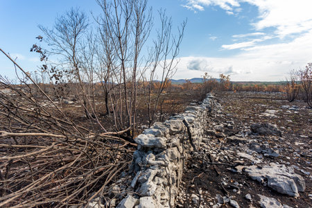Burned pine trees after big summer wildfires in Karst region in Sloveniaの写真素材