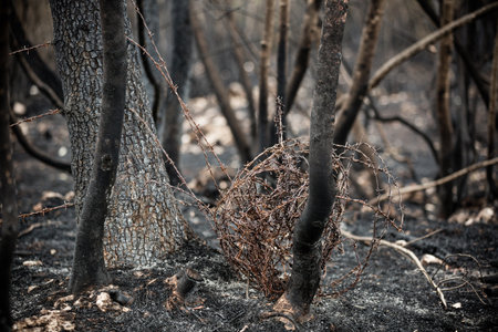 Burnt trees and plants after big summer wildfires in Karst region in Slovenia in summer 2022の写真素材