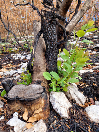 New life bursting  after big summer wildfires in Karst region in Sloveniaの写真素材