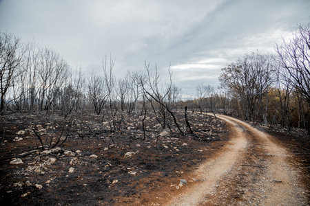 Burnt trees and plants after big summer wildfires in Karst region in Slovenia in summer 2022の写真素材