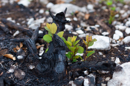 New life of smoke bush tree after big summer wildfires in Karst region in Sloveniaの写真素材
