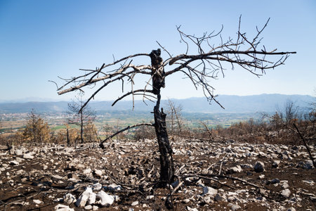 Burned pine trees after big summer wildfires in Karst region in Sloveniaの写真素材