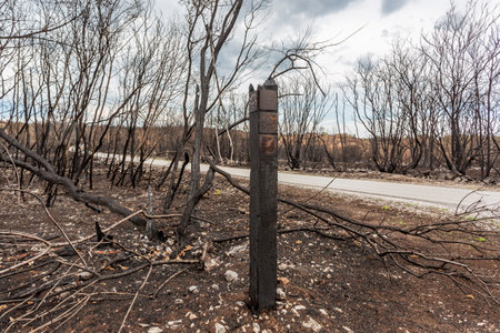 Burned pine trees after big summer wildfires in Karst region in Sloveniaの写真素材