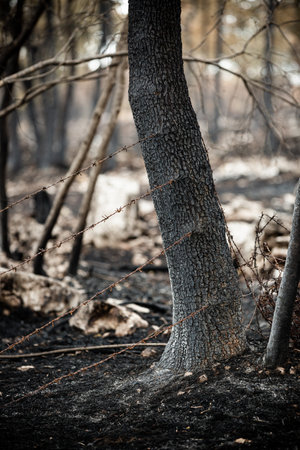 Burnt trees and plants after big summer wildfires in Karst region in Slovenia in summer 2022の写真素材