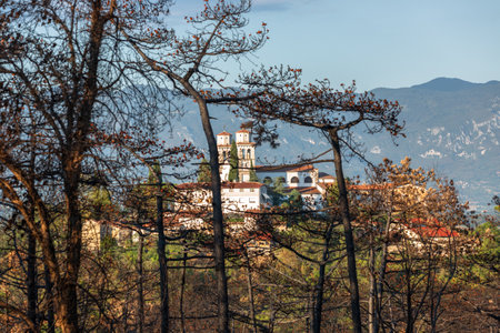 Burned pine trees after big summer wildfires in Karst region in Sloveniaの写真素材