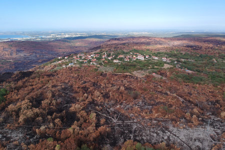 Burned pine trees after big summer wildfires in Karst region in Sloveniaの写真素材