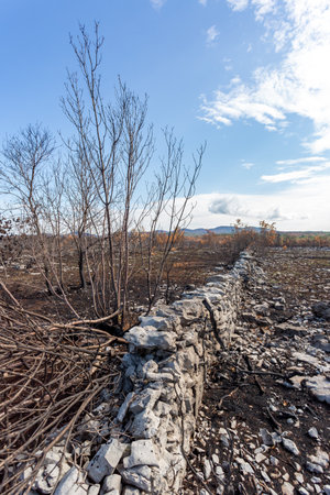 Burned pine trees after big summer wildfires in Karst region in Sloveniaの写真素材