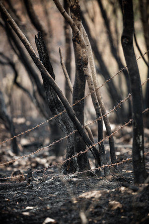 Burnt trees and plants after big summer wildfires in Karst region in Slovenia in summer 2022の写真素材