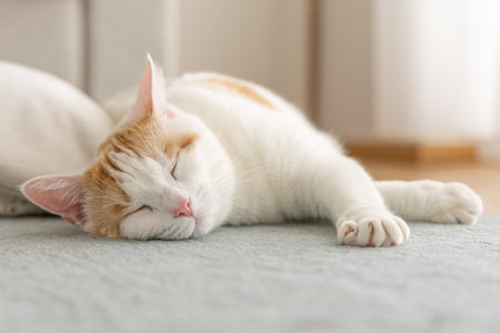 Cute cat sleeping on the floor at home, closeup. Space for textの写真素材