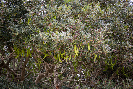Green carob pods on the tree in natureの写真素材