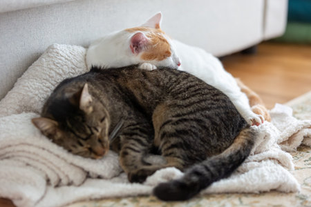 Two cute domesticated cats sleeping on the floorの写真素材