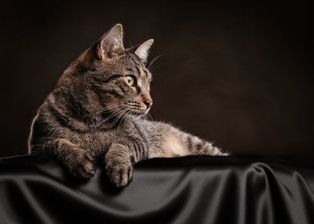 Ordinary tabby cat in the studio on black silk fabricの写真素材