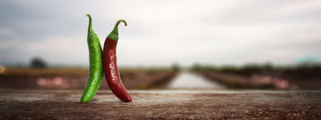 Fresh red and green Mexican chilliesの写真素材