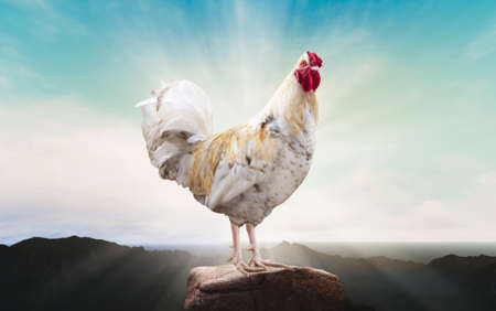 hen perched on the mountainの写真素材