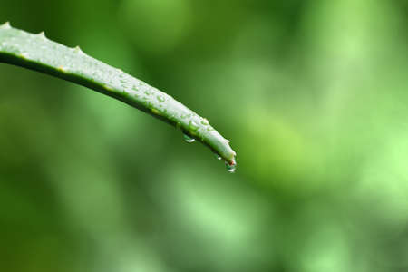 fresh aloe vera with waterの写真素材