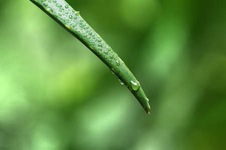 fresh aloe vera with waterの写真素材