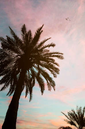 palm trees on the beach in pink sunsetの写真素材