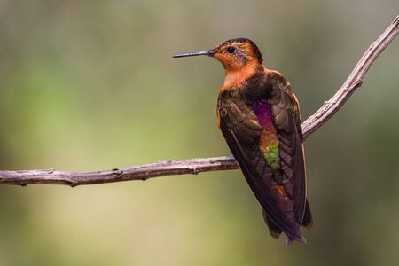 Colorful orange hummingbird on a branch restingの写真素材
