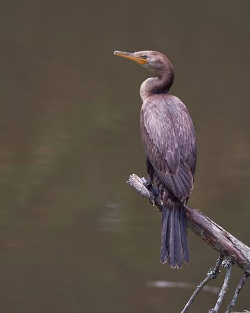 Juvenile purple cormorant resting on a dead treeの写真素材