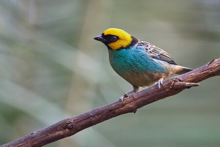 Cyan and yellow tanager perched quietly on a branchの写真素材