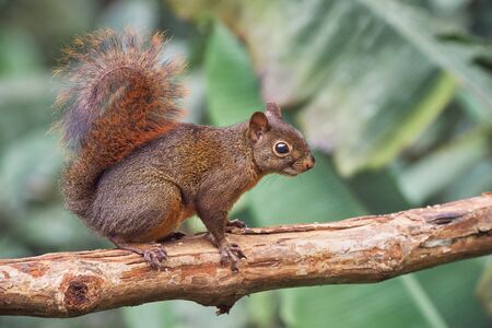 Red Squirrel carefully walks on a dry treeの写真素材