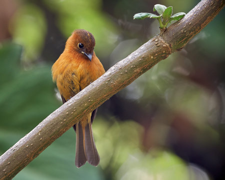 Cinnamon flycatcher resting on a diagonal small branch