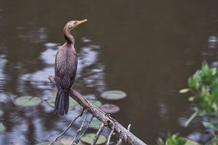 Cormorant resting on a tree by the wetlandの写真素材