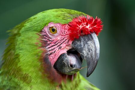 Green and red macaw portraitの写真素材