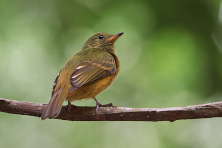 Ocre Bird on its back perched on a tree branchの写真素材