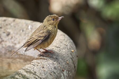 Rufus bird taking a bath under the incandescent sunの写真素材