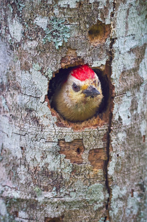 Bird inside your house on a dry treeの写真素材