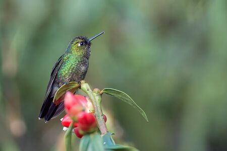 Small green hummingbird perched on a red flowerの写真素材