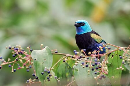 Colorful tanager feeding on fruits in a treeの写真素材