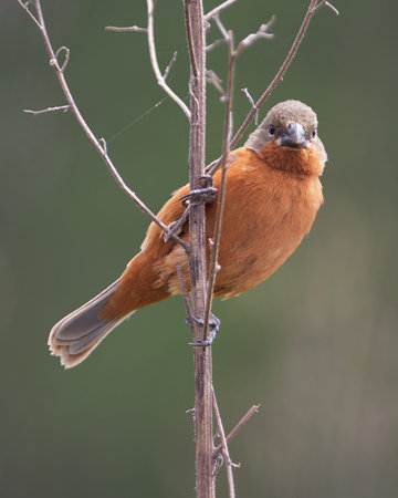 Beautiful bird behind a branch in a pasture